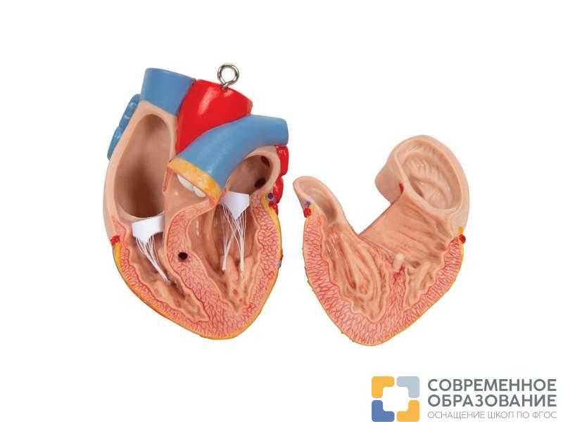 Модель торса человека бесполая