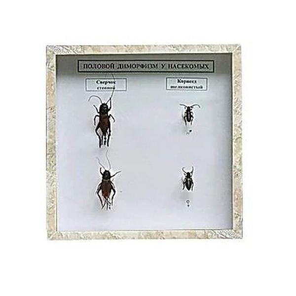 Коллекция энтомологическая "Половой диморфизм"