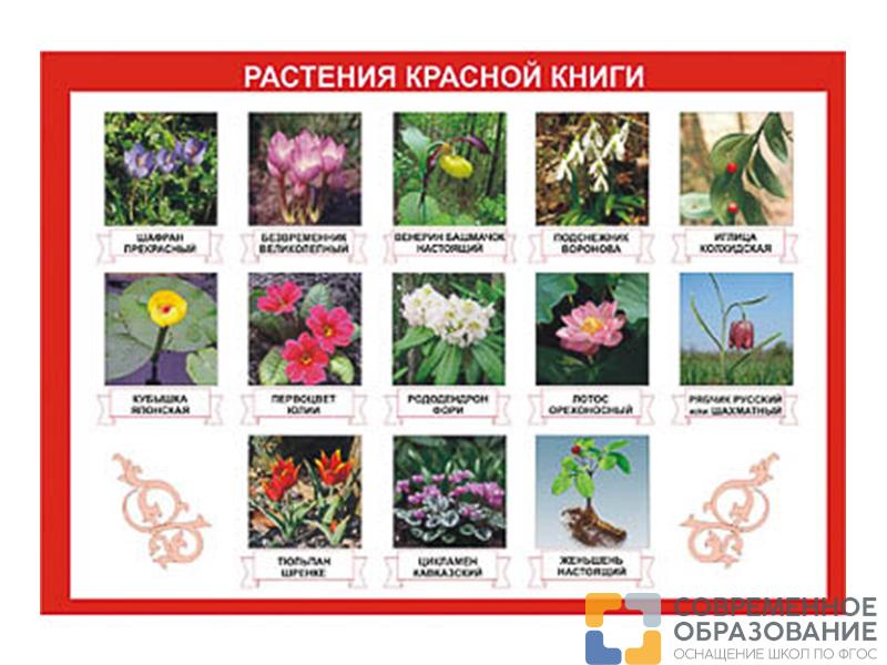 Таблица демонстрационная Растения Красной книги 100х140