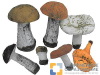 Набор муляжей грибов