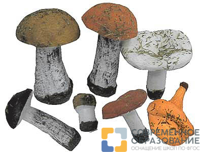 Набор муляжей грибов