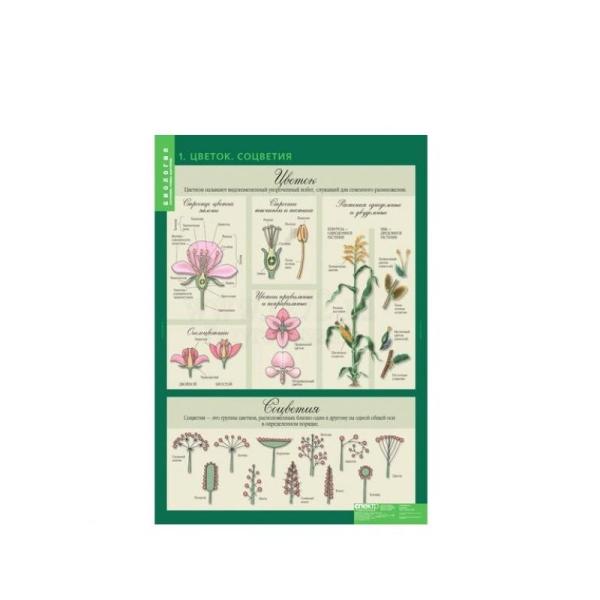 Комплект таблиц "Размножение цветковых растений" (21 шт.)  (лам.)