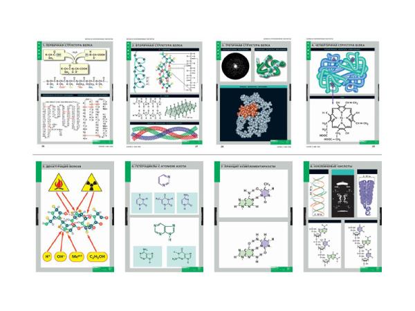 Комплект таблиц "Белки и нуклеиновые кислоты", 8 листов