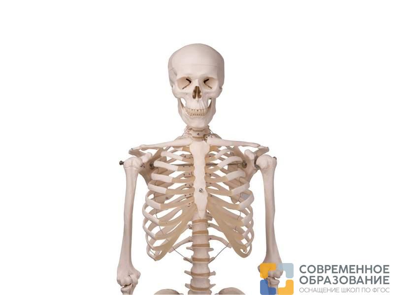 Модель скелета