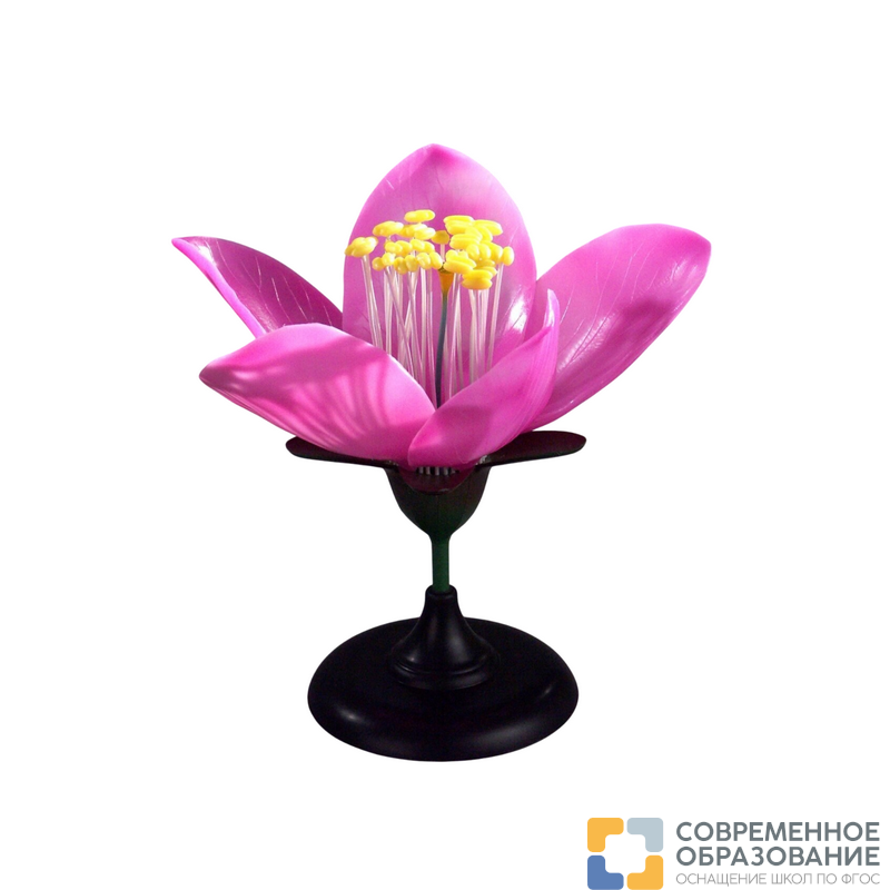 Модель "Цветок персика"