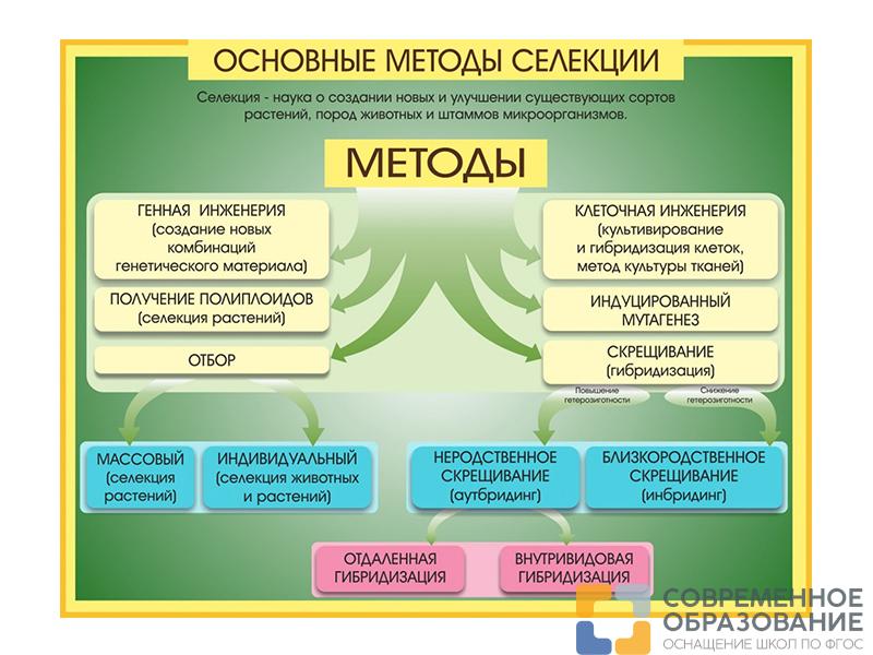 Стенд Методы селекции и биотехнологии