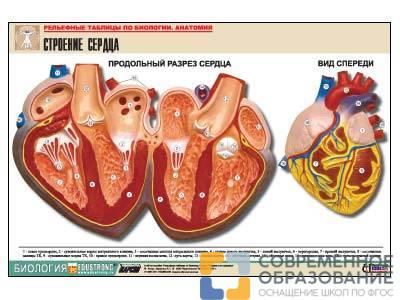 Рельефная таблица Строение сердца, А1