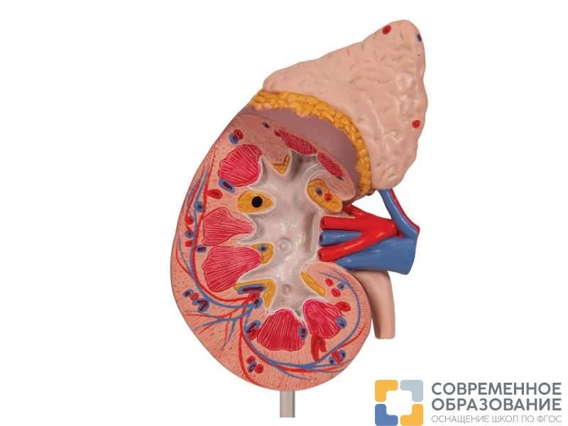Почка с надпочечником, из 2 частей