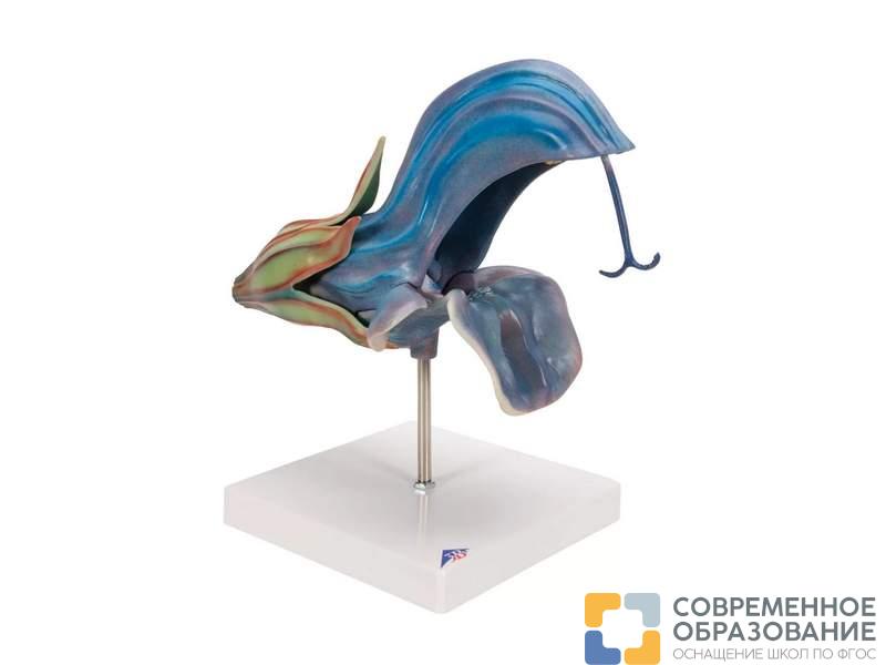 Модель цветка шалфея лугового