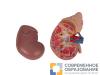 Почка с надпочечником, из 2 частей