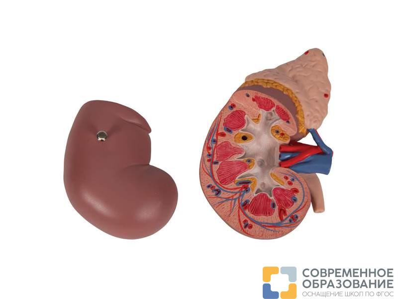 Почка с надпочечником, из 2 частей