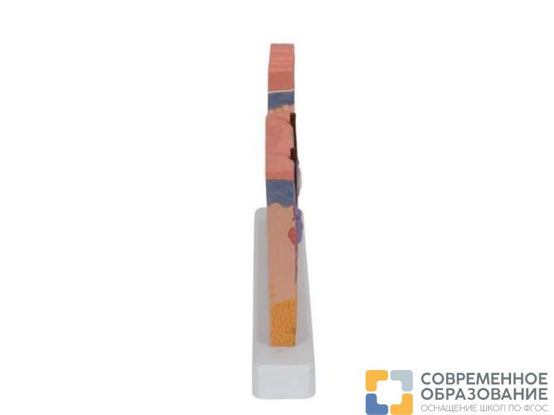 Модель сечения кожи