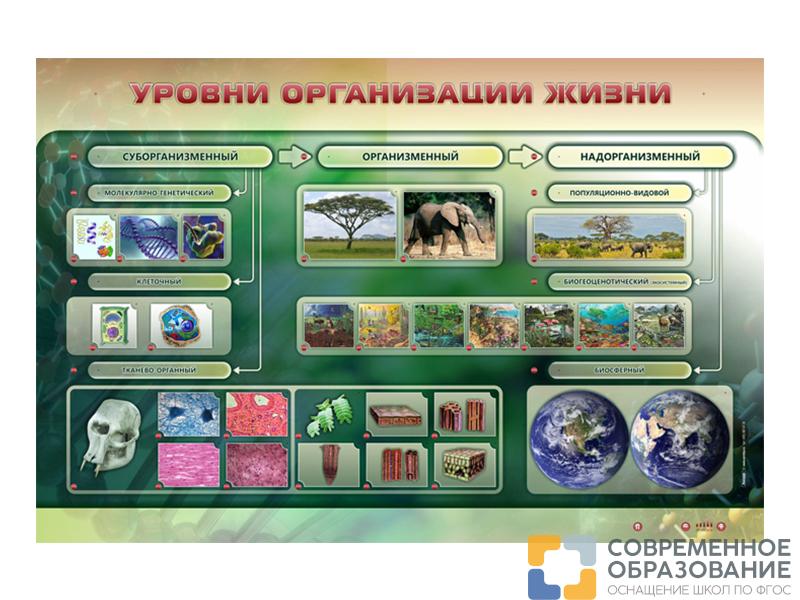 Электрифицированный стенд "Уровни организации жизни"