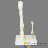 Модель "Скелет конечностей лошади и овцы" (на подставке)