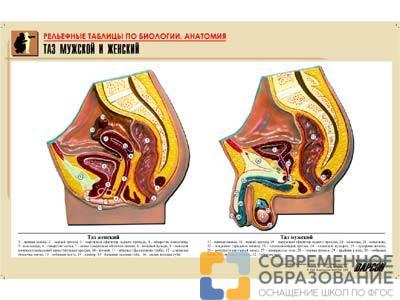 Рельефная таблица Таз мужской и женский, А1
