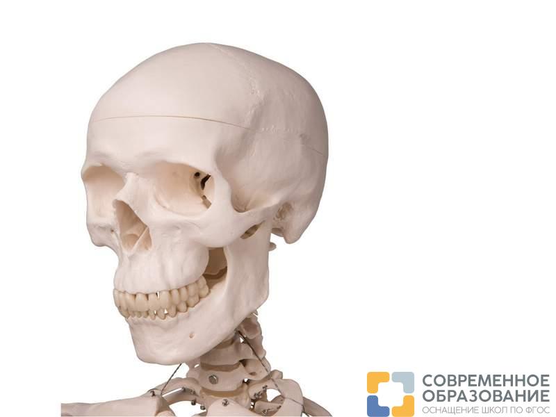 Модель скелета