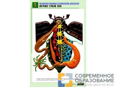 Рельефная таблица Внутреннее строение жука, А1