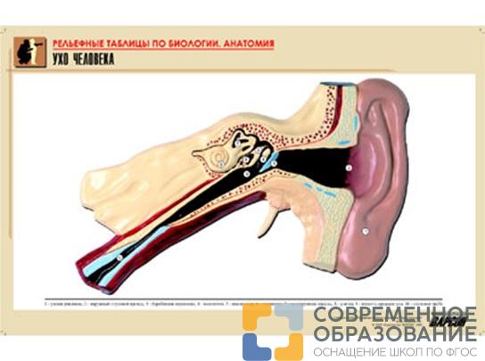 Рельефная таблица Ухо человека, А1