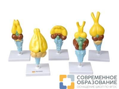 Комплект моделей строения мозга позвоночных