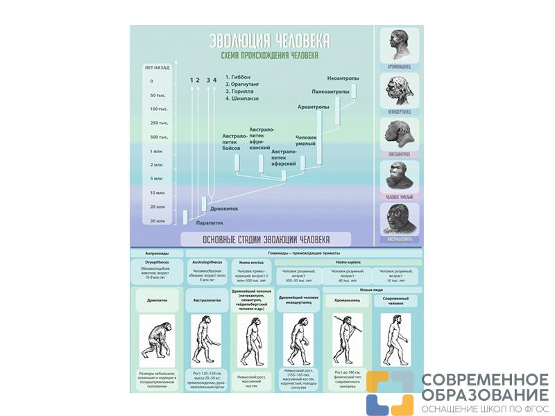 Стенд Эволюция человека, 80х100 см