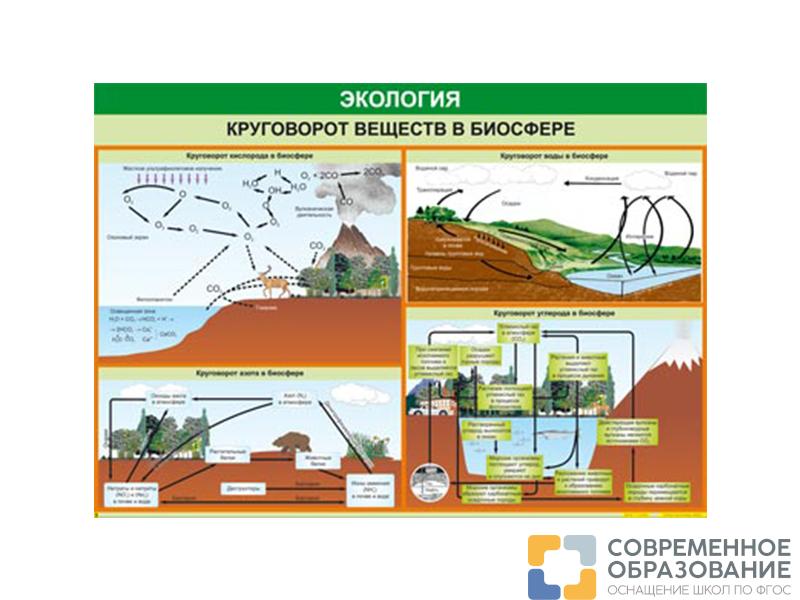 Таблица "Круговорот веществ в биосфере" 70х100 см