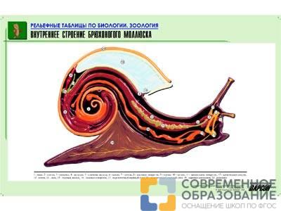 Рельефная таблица Внутреннее строение брюхоногого моллюска, А1