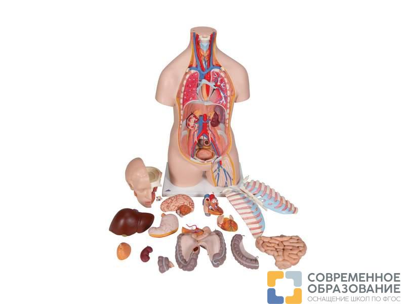 Модель торса человека бесполая