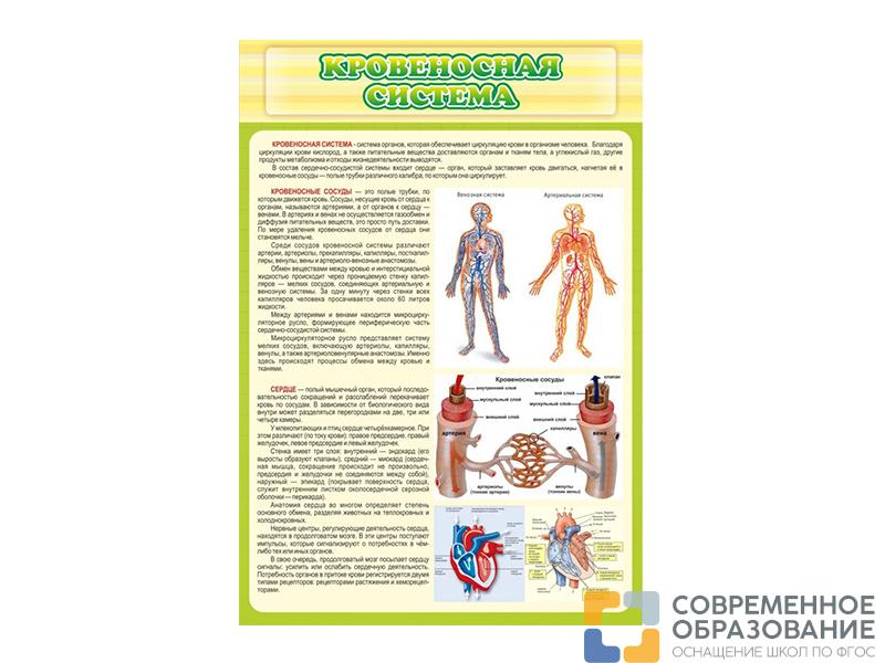 Стенд Кровеносная система