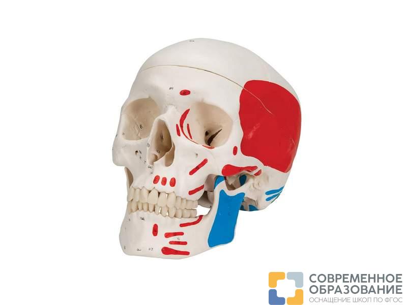 Модель черепа с лицевыми мышцами