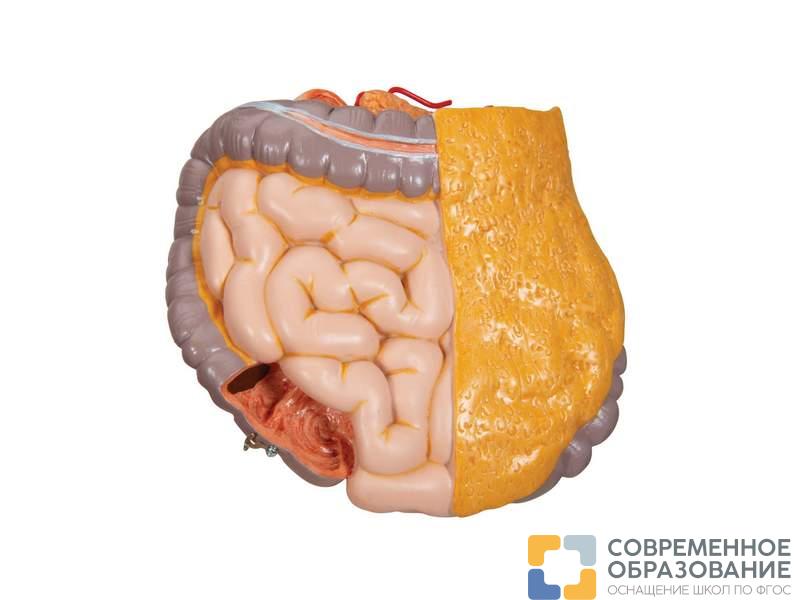 Модель торса человека бесполая