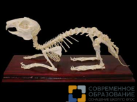 Скелет кролика