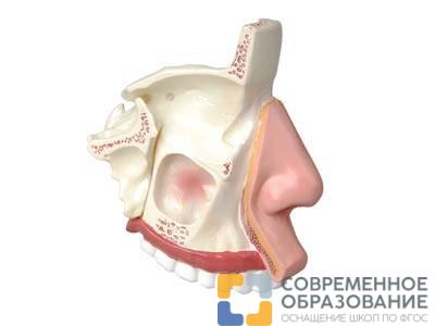 Модель носа в разрезе