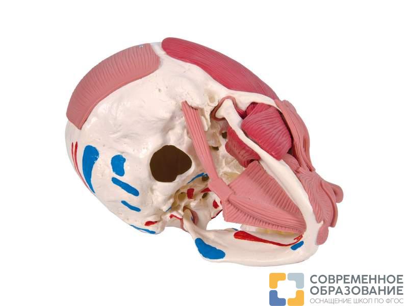 Модель черепа с лицевыми мышцами