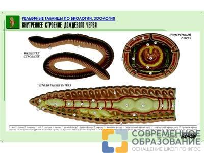 Рельефная таблица Внутреннее строение дождевого червя, А1