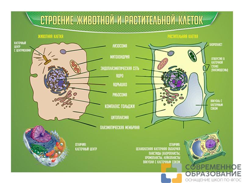 Стенд Строение животной и растительной клеток