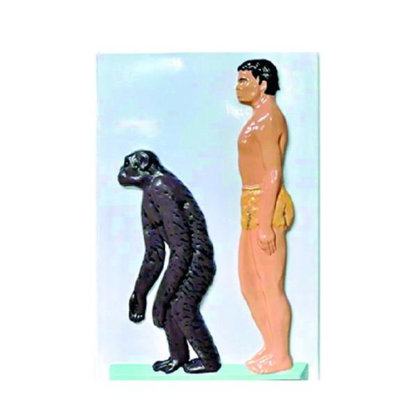 Модель барельефная "Человек и шимпанзе"