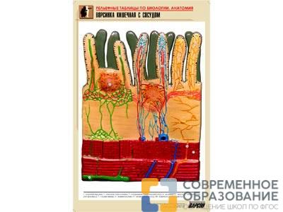 Рельефная таблица Ворсинка кишечная с сосудом, А1