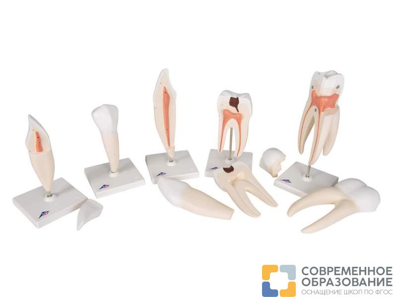 набор классических моделей зуба Набор классических моделей зуба