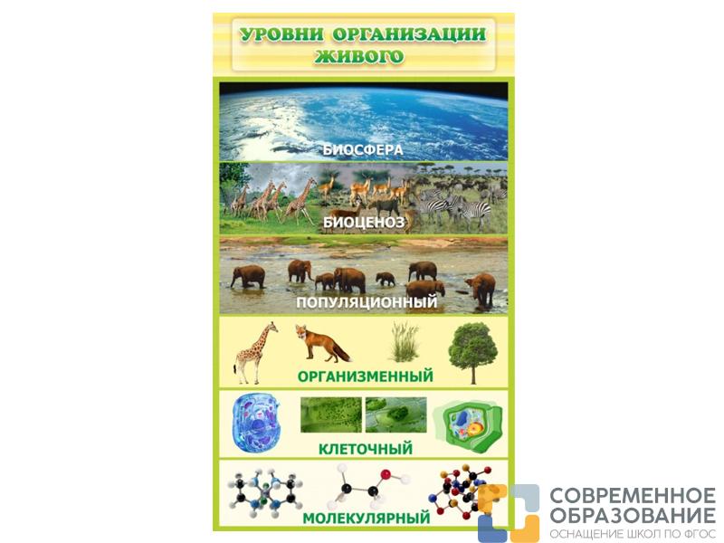 Стенд Уровни организации живого