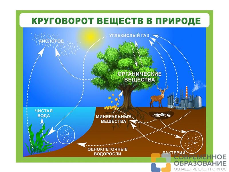 Стенд Круговорот веществ