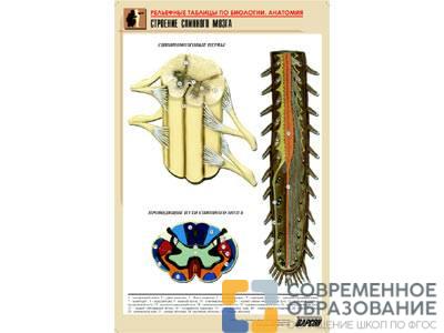 Рельефная таблица Строение спинного мозга, А1