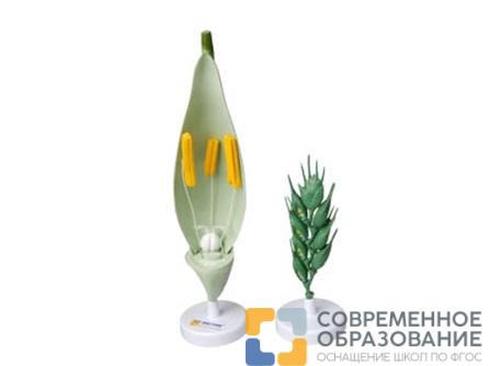Модель цветка пшеницы
