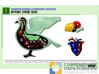 Рельефная таблица Внутреннее строение голубя, А1
