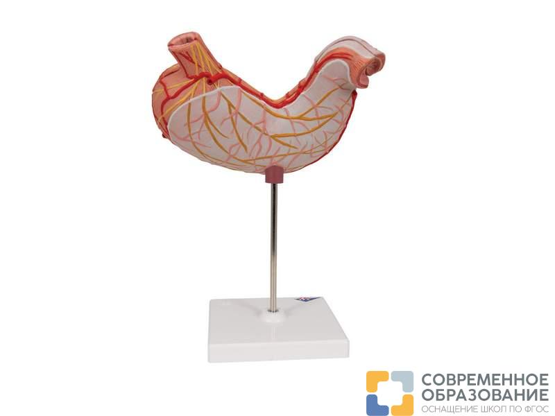 модель желудка, 2 части Модель желудка, 2 части