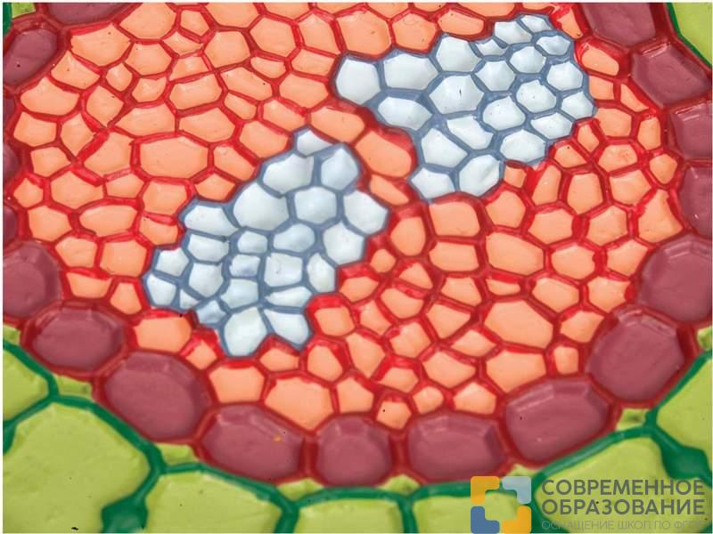 Корень в разрезе Горчица белая