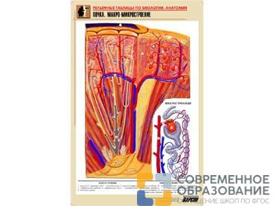 Рельефная таблица Почка. Макро-микростроение, А1